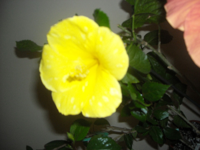 Hibiscus Senegal