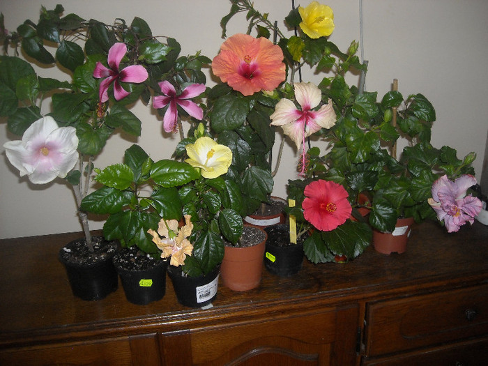 Hibiscus grup