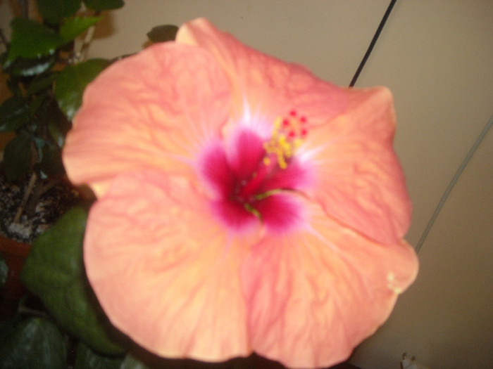 Hibiscus Lagos Orange