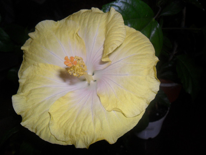 Hibiscus Emily - Hibiscus 2012-2