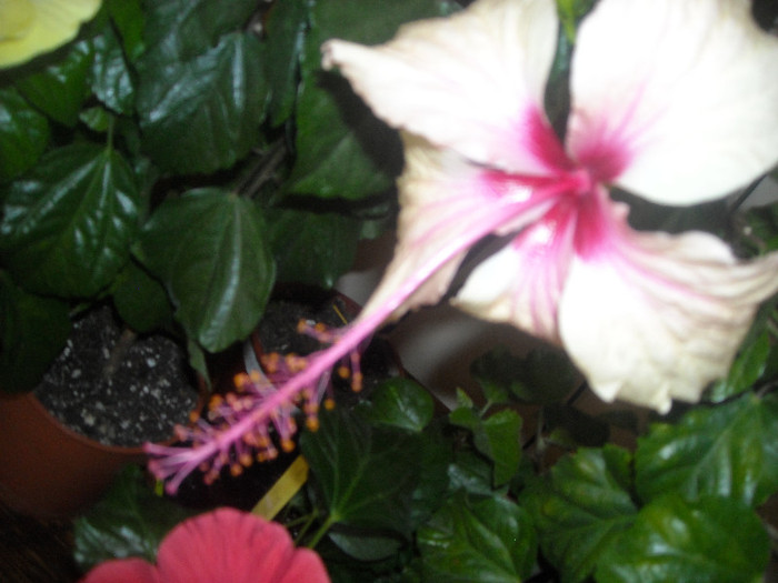 Hibiscus Rowenas Weeding - Hibiscus 2012-2