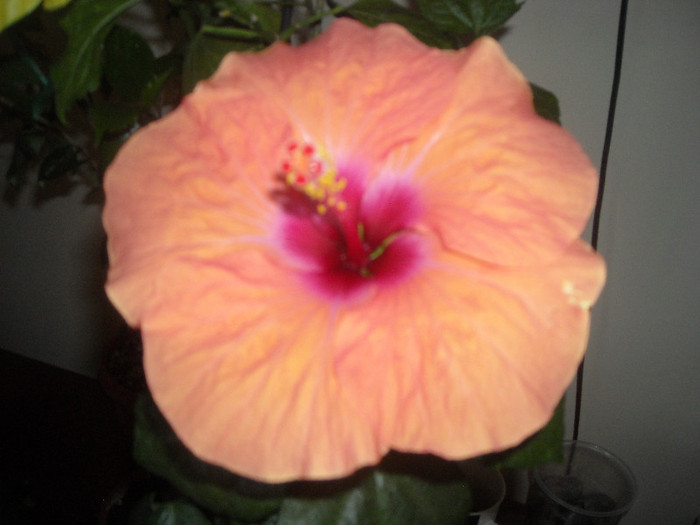 Hibiscus Lagos Orange - Hibiscus 2012-2