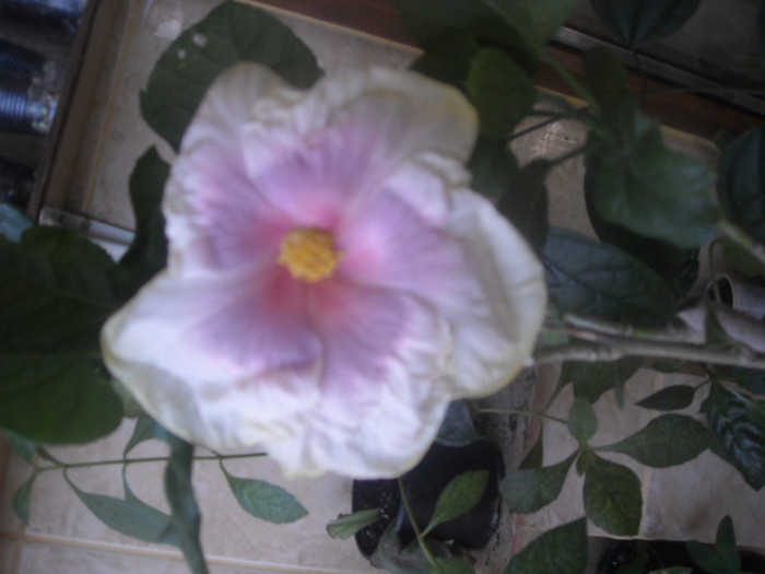 Hibiscus Tahitian Lavander Pastel - Hibiscus 2012-2