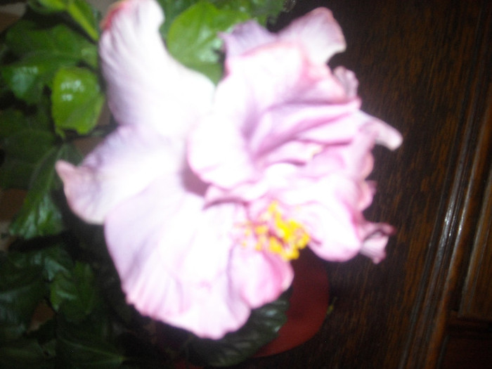 Hibiscus Tunderhead