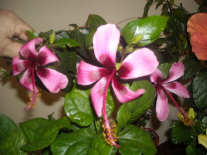 Hibiscus Fidjian Island