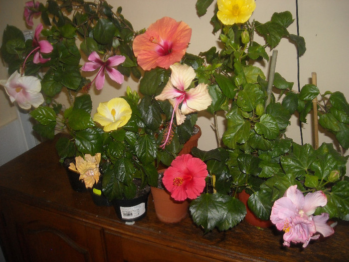 Hibiscus grup