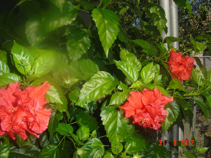 Picture 372 - 09-2012-HIBISCUS