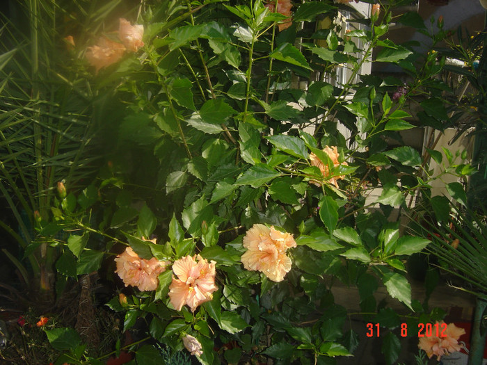 Picture 358 - 09-2012-HIBISCUS