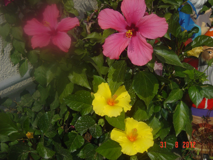Picture 360 - 09-2012-HIBISCUS