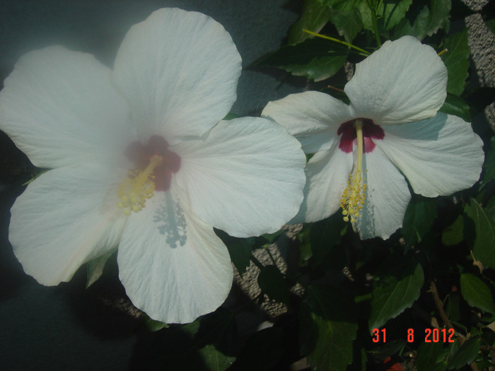 Picture 361 - 09-2012-HIBISCUS