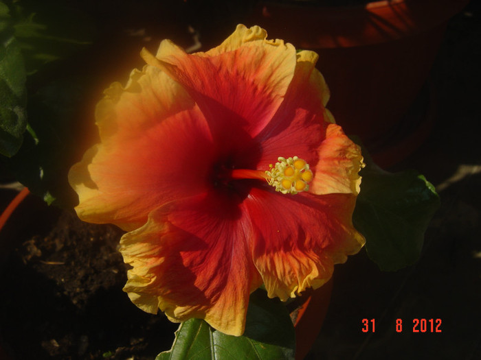 Picture 363 - 09-2012-HIBISCUS