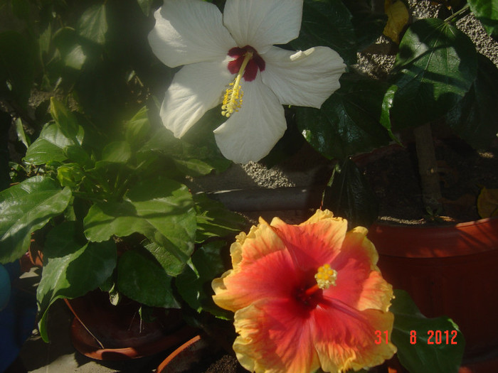 Picture 364 - 09-2012-HIBISCUS