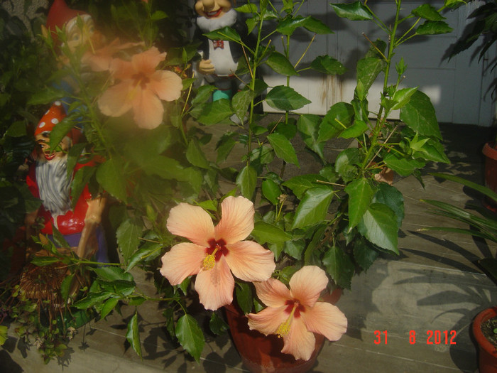 Picture 365 - 09-2012-HIBISCUS