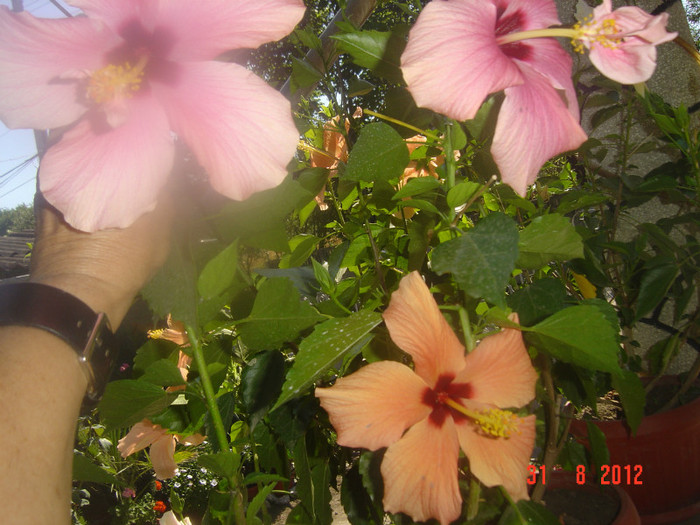 Picture 367 - 09-2012-HIBISCUS