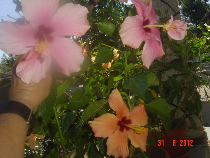 Picture 368 - 09-2012-HIBISCUS
