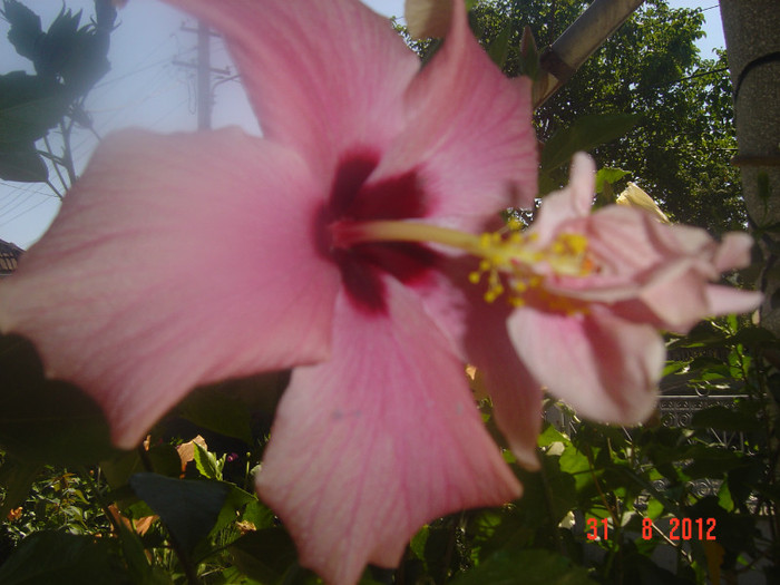 Picture 369 - 09-2012-HIBISCUS