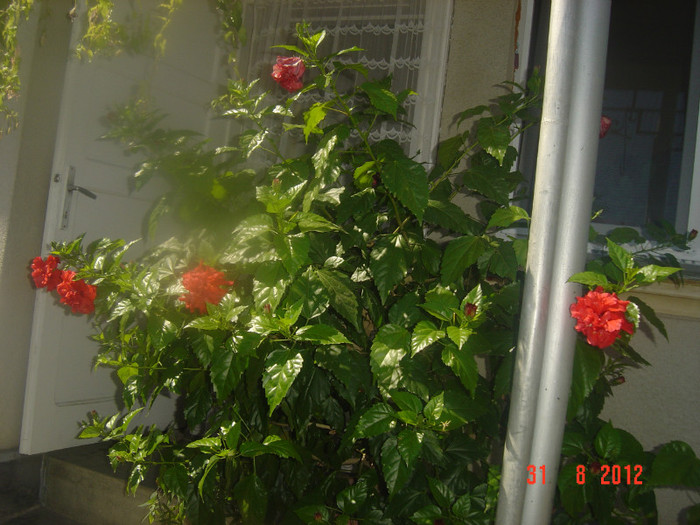 Picture 370 - 09-2012-HIBISCUS