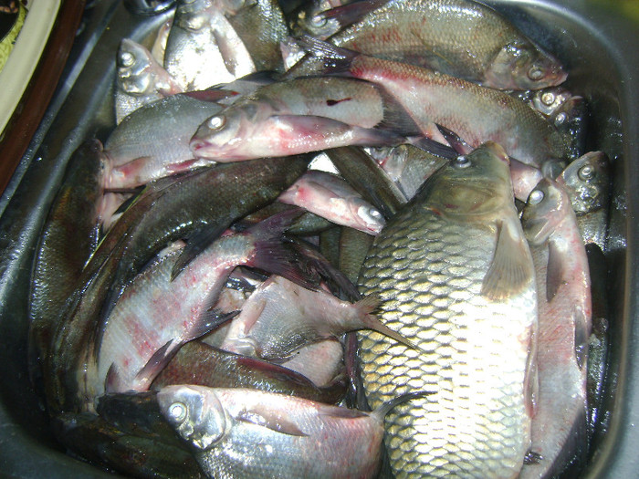 vladiceasca 9 kg - la pescuit 2012