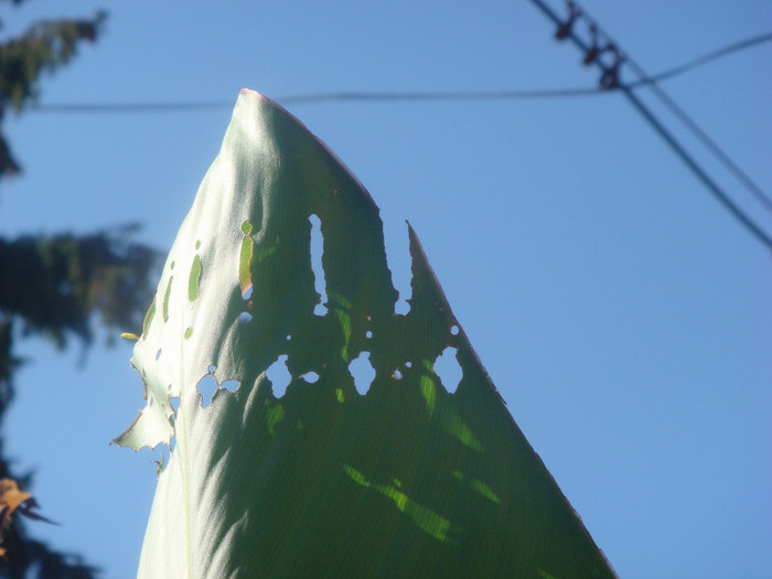 frunze de canna mancate de ...