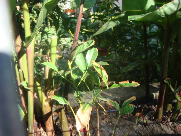 prunus cu frunze arse