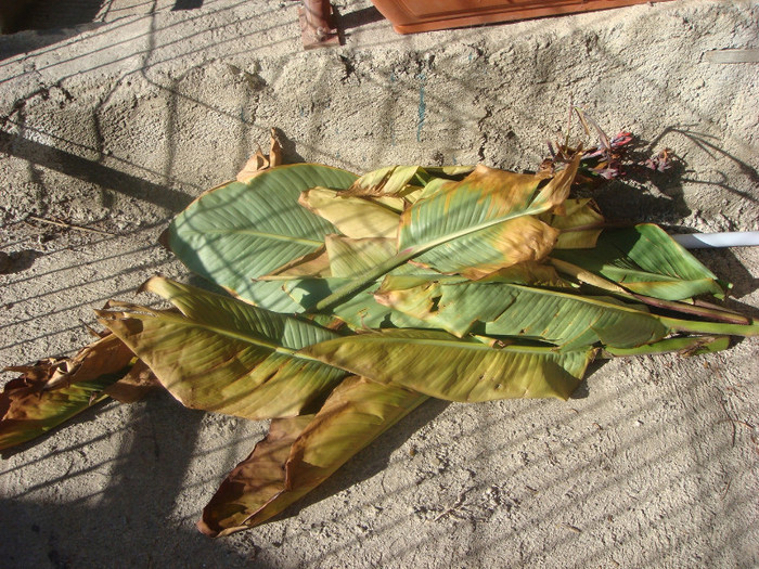 frunze de canna arse