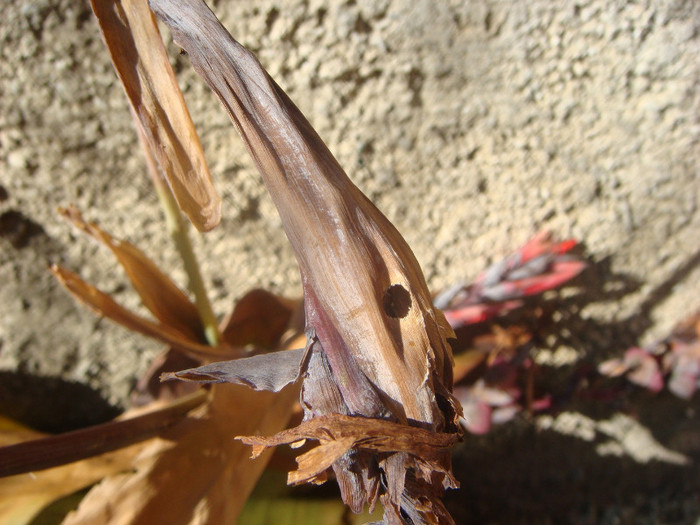 boboc de canna gaurit