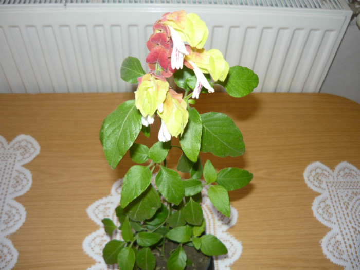 beloperone; beloperone
