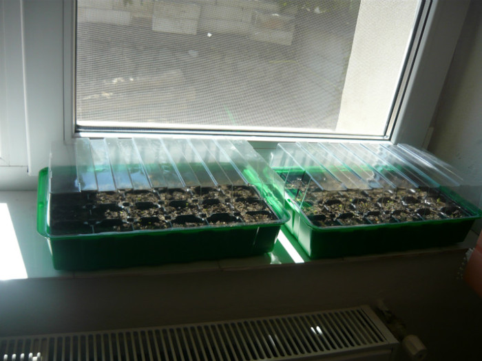 paulownia la germinat