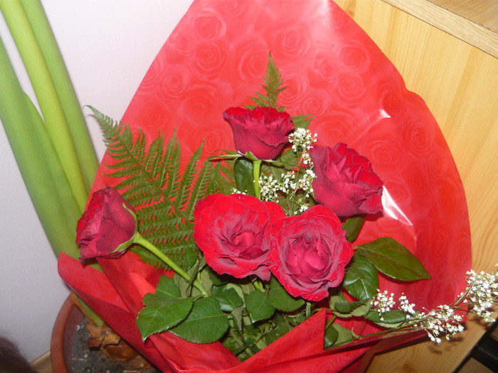 flowers; red flowers
