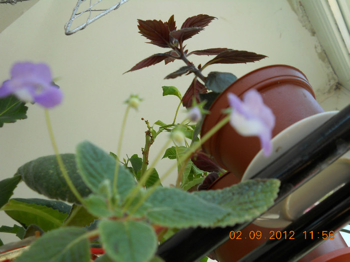 02.09.2012 003 - ACHIMENES- KOHLERIA SI EUCODONIA