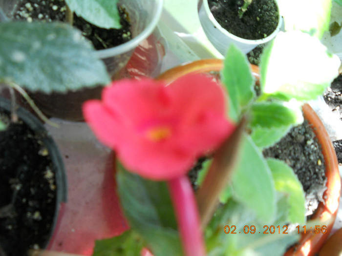 02.09.2012 005 - ACHIMENES- KOHLERIA SI EUCODONIA