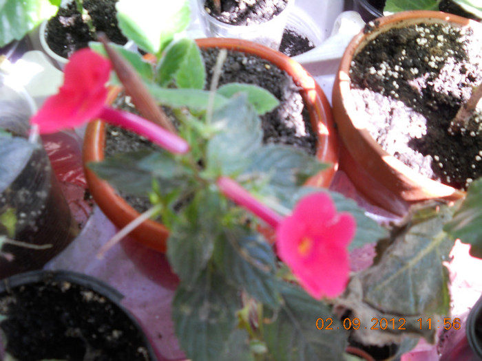 02.09.2012 007 - ACHIMENES- KOHLERIA SI EUCODONIA