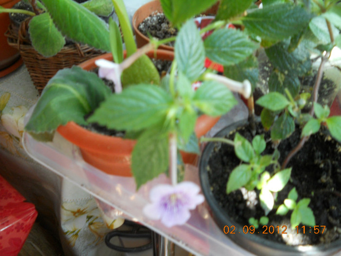 02.09.2012 009 - ACHIMENES- KOHLERIA SI EUCODONIA