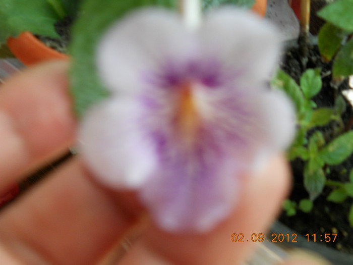 02.09.2012 010 - ACHIMENES- KOHLERIA SI EUCODONIA