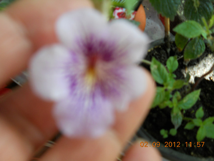 02.09.2012 011 - ACHIMENES- KOHLERIA SI EUCODONIA