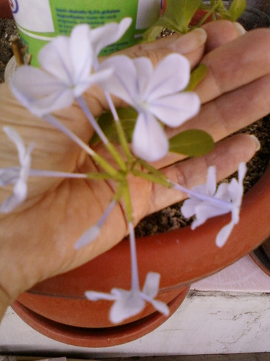 plumbago bleu (auriculata)