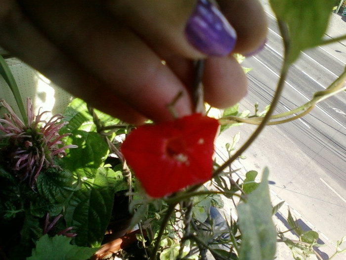 zorele-cardinal climber - septembrie 2012