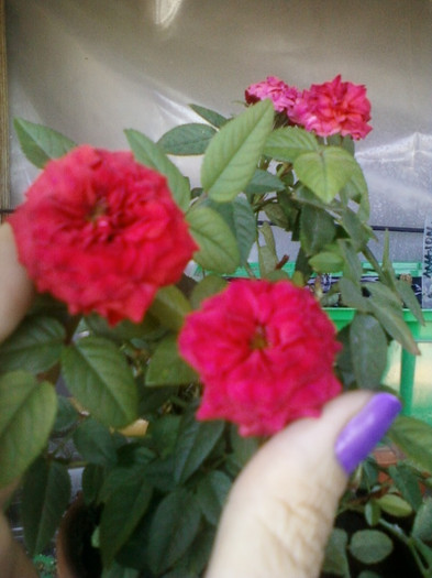 mini rosa-rosie - septembrie 2012