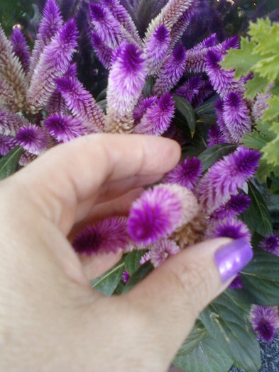celosia caracas