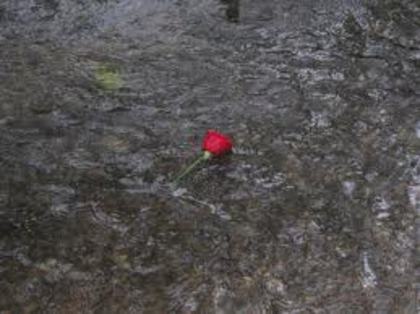 Şi apoi, într-o zi, ea a murit în tăcere. - e_Iubeste-ti Mama_e