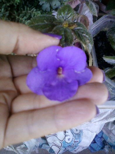 achi king's ransom - achimenes