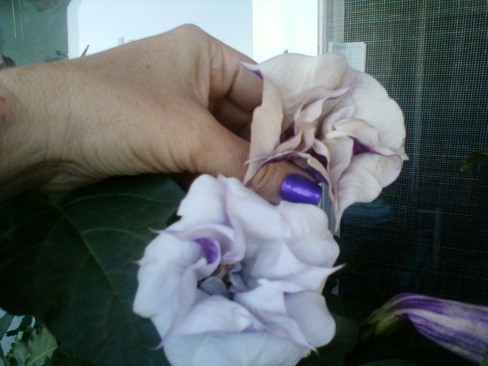 datura mov-multumesc hapy ! - brugmansia si datura