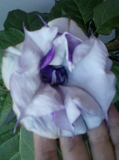 2 septembrie 2012-flori 031 - brugmansia si datura