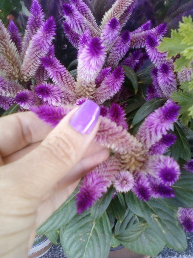 2 septembrie 2012-flori 037