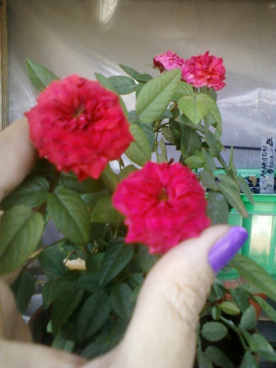 2 septembrie 2012-flori 021 - mini rosa