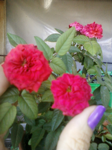 2 septembrie 2012-flori 025 - mini rosa