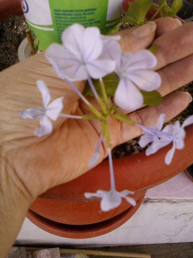 2 septembrie 2012-flori 003 - plumbago bleu