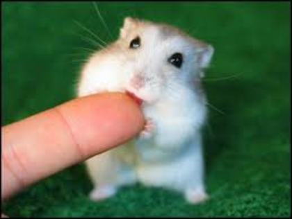 hamsterino; hamsteriiiiiinoooooooo
