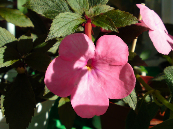 Cascade Fashionable Pink - Achimenes 3