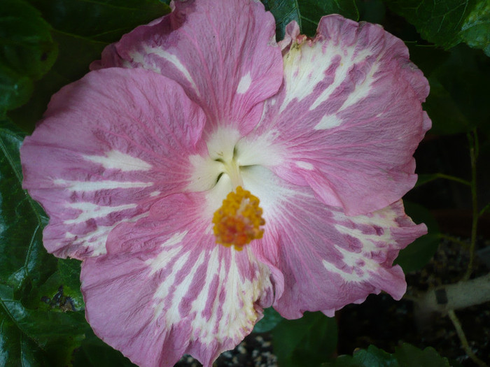 P1180083